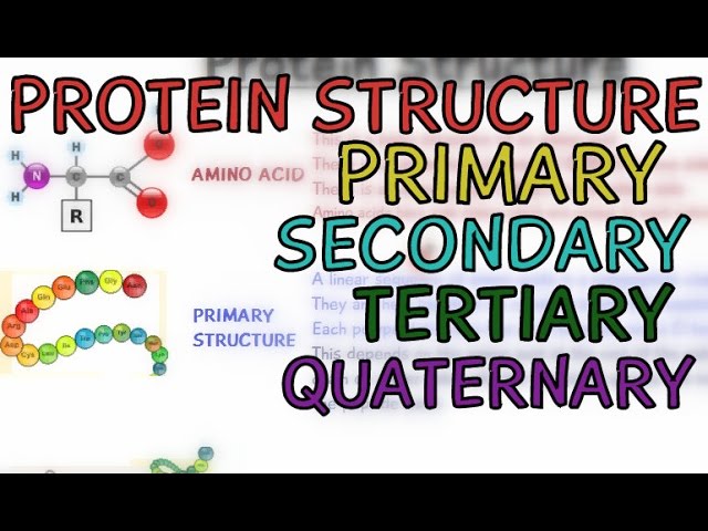 You are currently viewing Protein Structure – Primary – Secondary – Tertiary – Quaternary – Structure of Protein