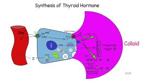 Quick review of thyroid hormone synthesis.