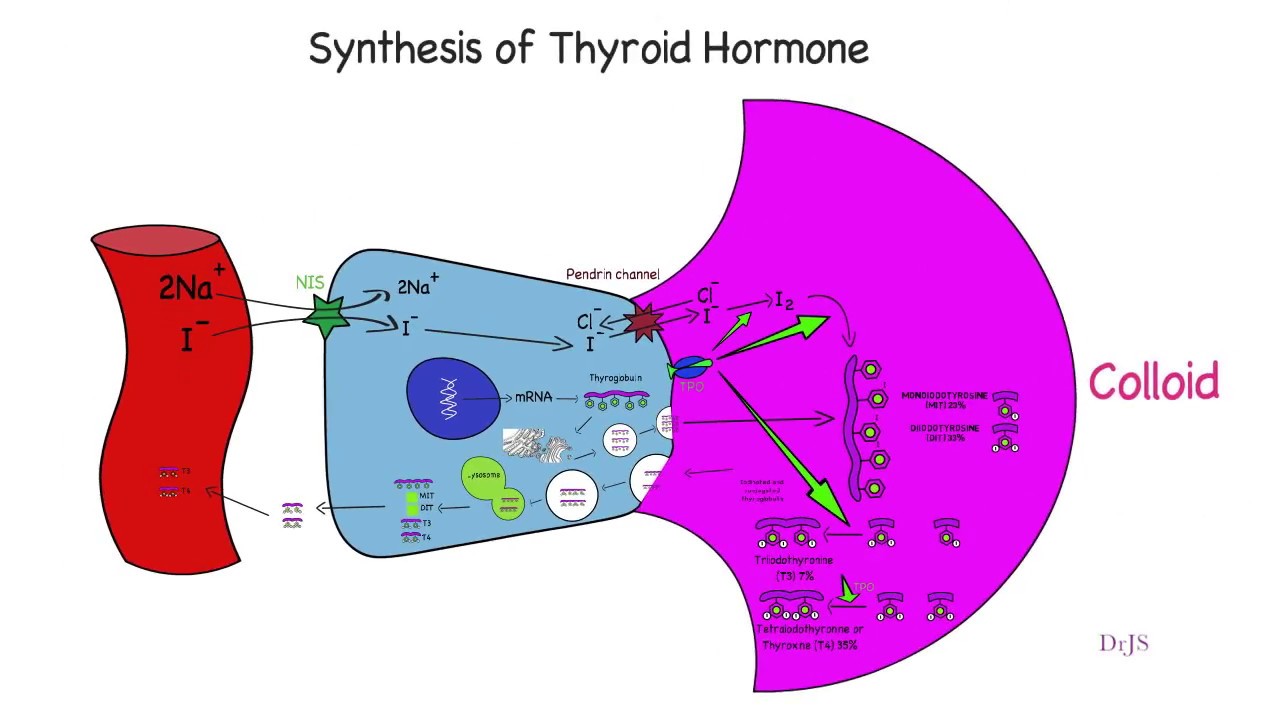 You are currently viewing Quick review of thyroid hormone synthesis.