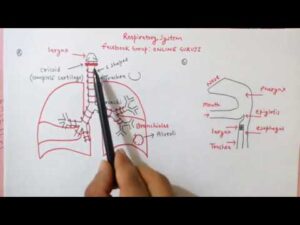 Respiratory System And Asanas Video – 4