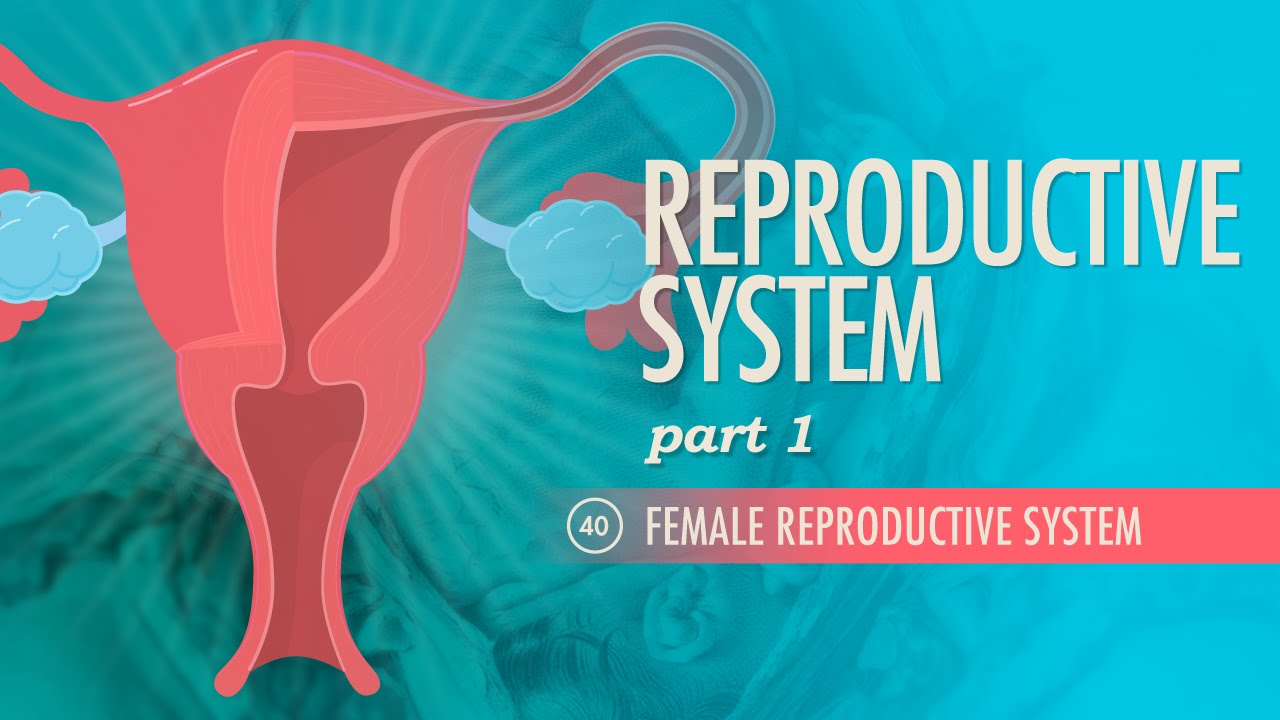 You are currently viewing Excretory Reproductive System And Asanas Video – 6