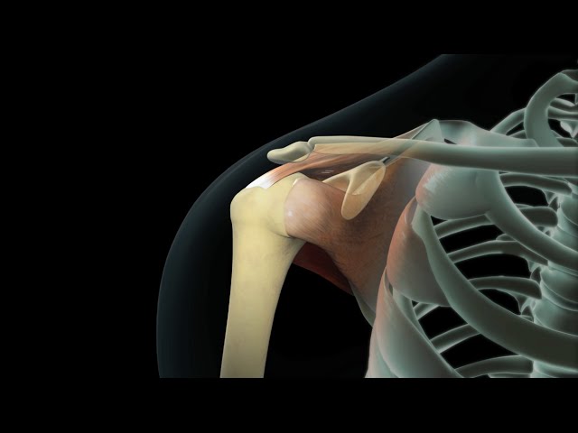 You are currently viewing Rotator Cuff Shoulder Surgery