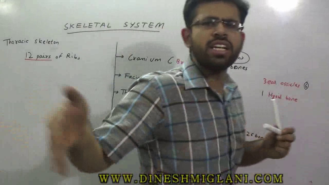 You are currently viewing Skeletal System And Asanas Video – 4