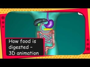 Read more about the article Science – How food is digested – 3D animation – English