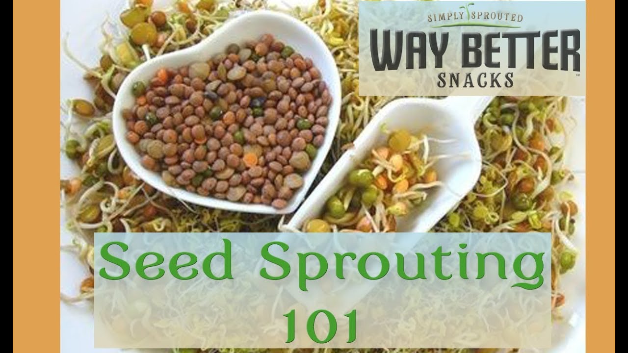 You are currently viewing Seed Sprouting 101: The Basics