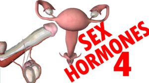 Sex Hormones – Testosterone & Estrogen – Endocrine System #4