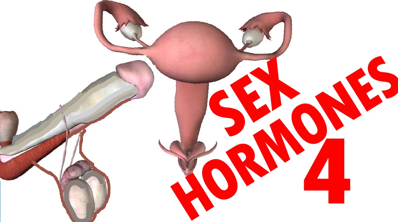 You are currently viewing Sex Hormones – Testosterone & Estrogen – Endocrine System #4