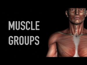 Read more about the article Shoulder Girdle Muscle Group – Black Background