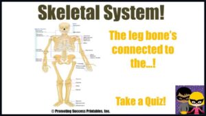 Read more about the article Skeletal System Human Body Skeleton Science Video for Middle Elementary School Kids