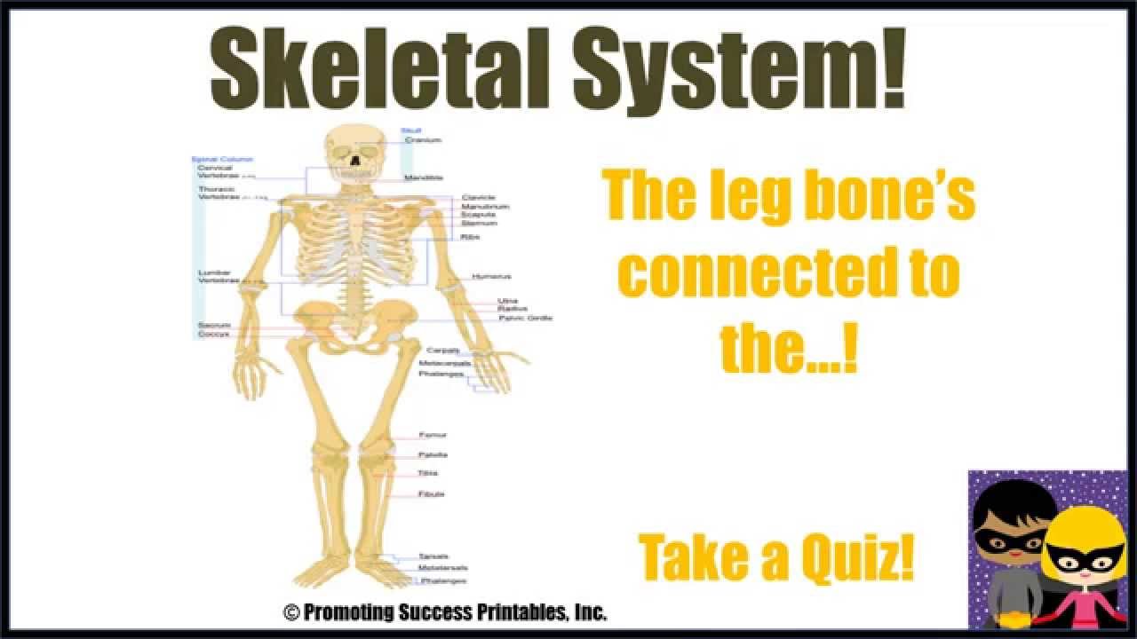 You are currently viewing Skeletal System Human Body Skeleton Science Video for Middle Elementary School Kids