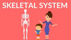 Read more about the article Skeletal System | Human Skeleton