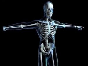 Read more about the article Skeletal System – SOS Fast Facts