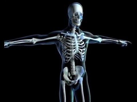 You are currently viewing Skeletal System – SOS Fast Facts