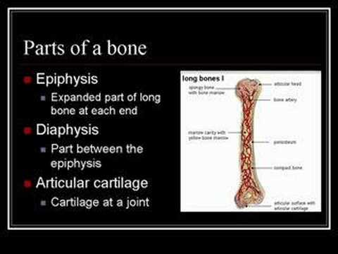 You are currently viewing Skeletal System And Asanas Video – 6