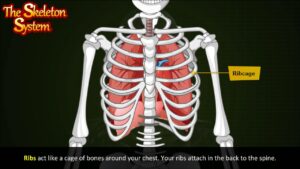 Read more about the article Skeletal system | Human skeletal system | Skeletal system function | The skeletal system