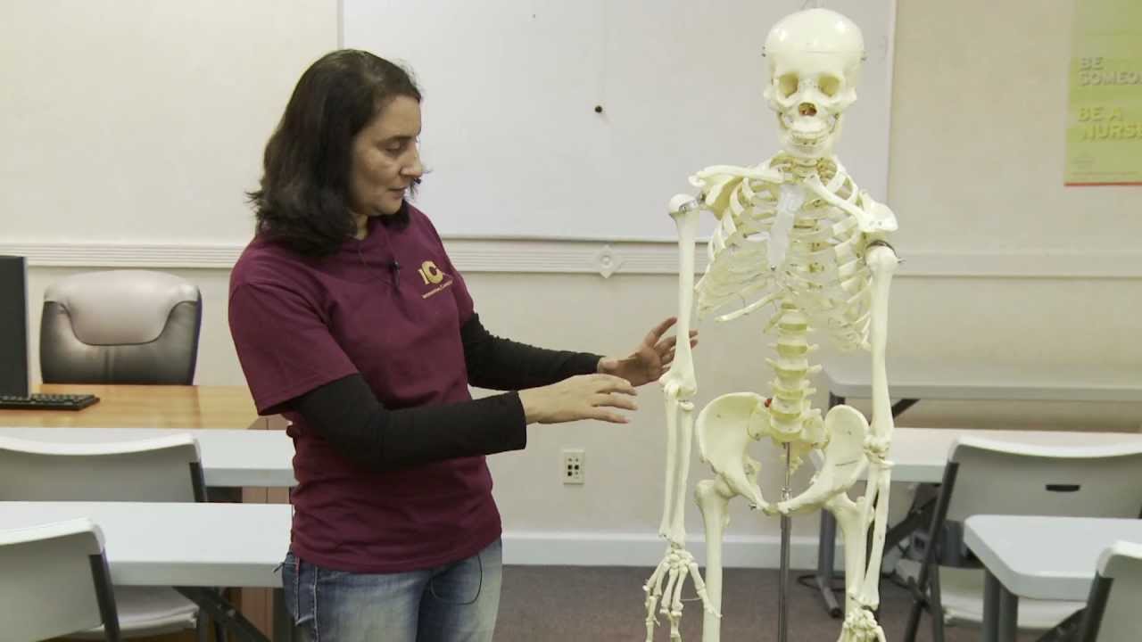 You are currently viewing Skeleton Anatomy and Physiology Review Bones 01