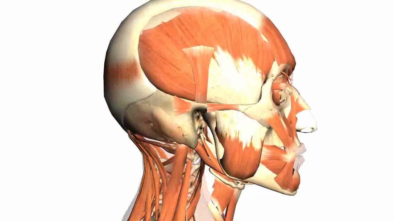 You are currently viewing Skull tutorial (1) – Bones of the Calvaria – Anatomy Tutorial PART 1