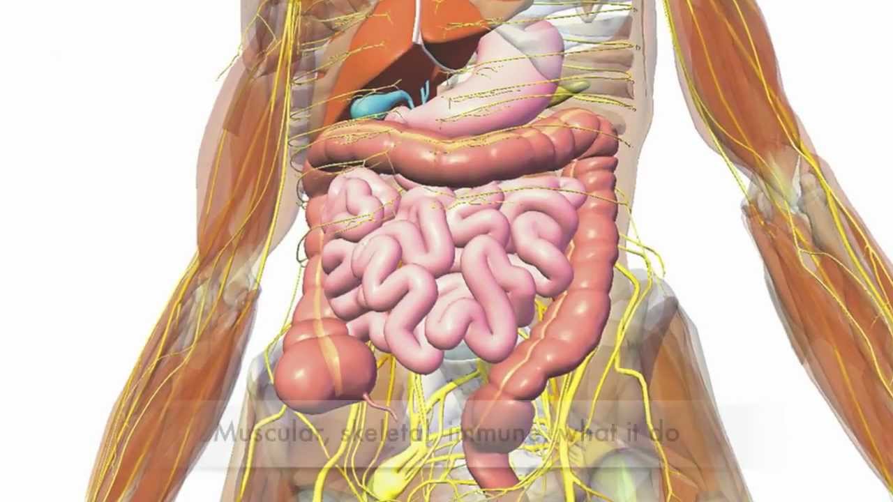 You are currently viewing Human Body Systems Video – 6