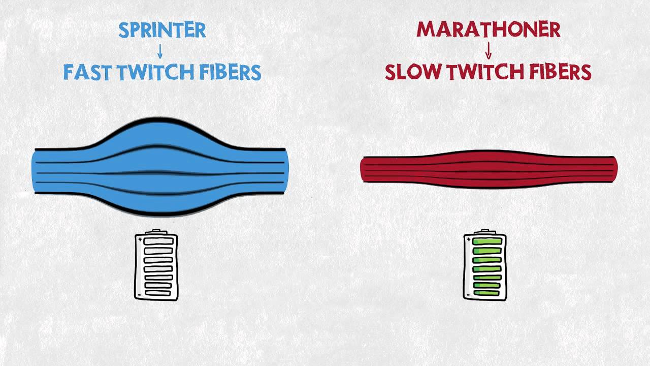 You are currently viewing Sprinter vs. Marathoner