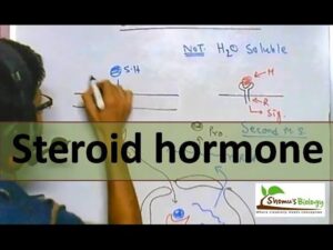 Steroid hormone mechanism of entry