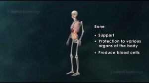 Structure of Bone|Anatomy of Bone|3D Animation|Biology