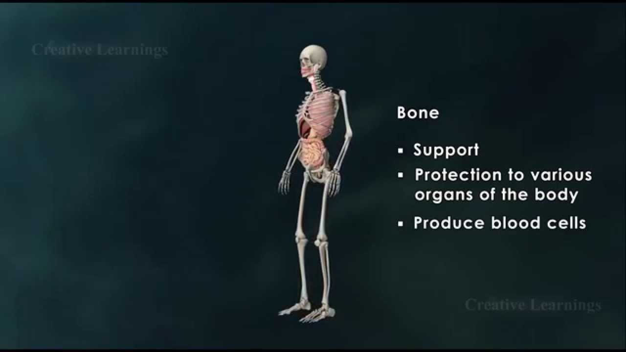 You are currently viewing Structure of Bone|Anatomy of Bone|3D Animation|Biology