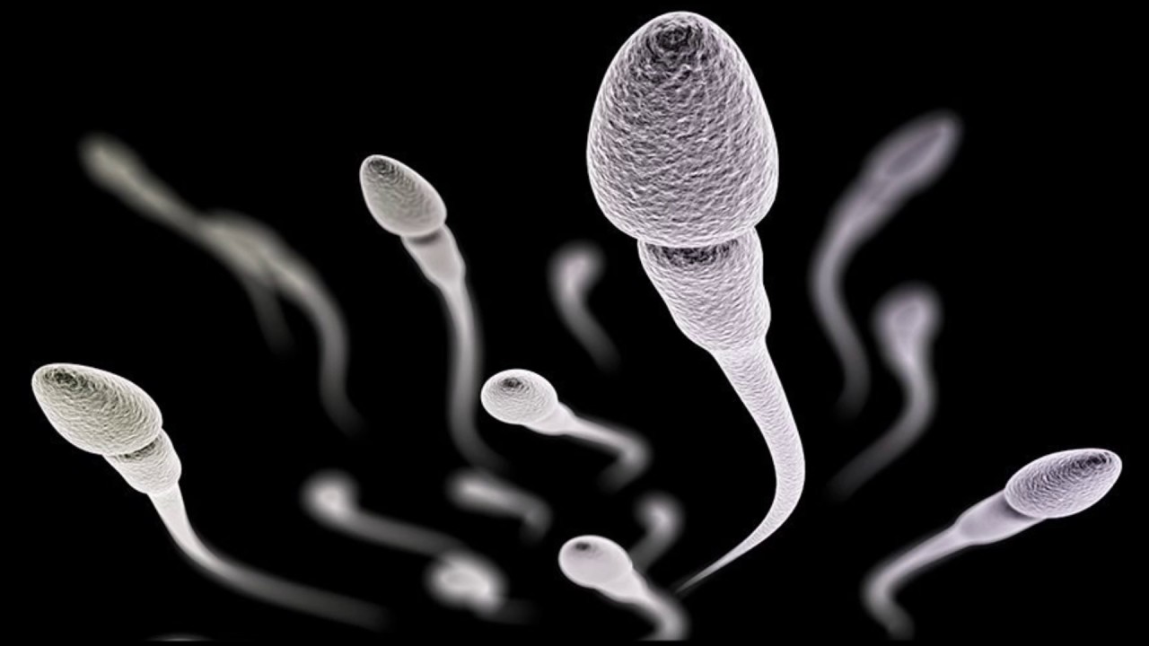 You are currently viewing Surprising research … The number of sperm is decreasing.