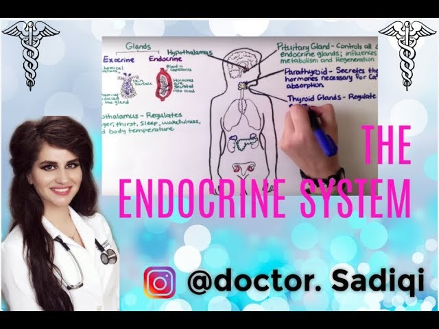 You are currently viewing THE ENDOCRINE SYSTEM EXPLAINED UNDER 4 MINUTES!!!!