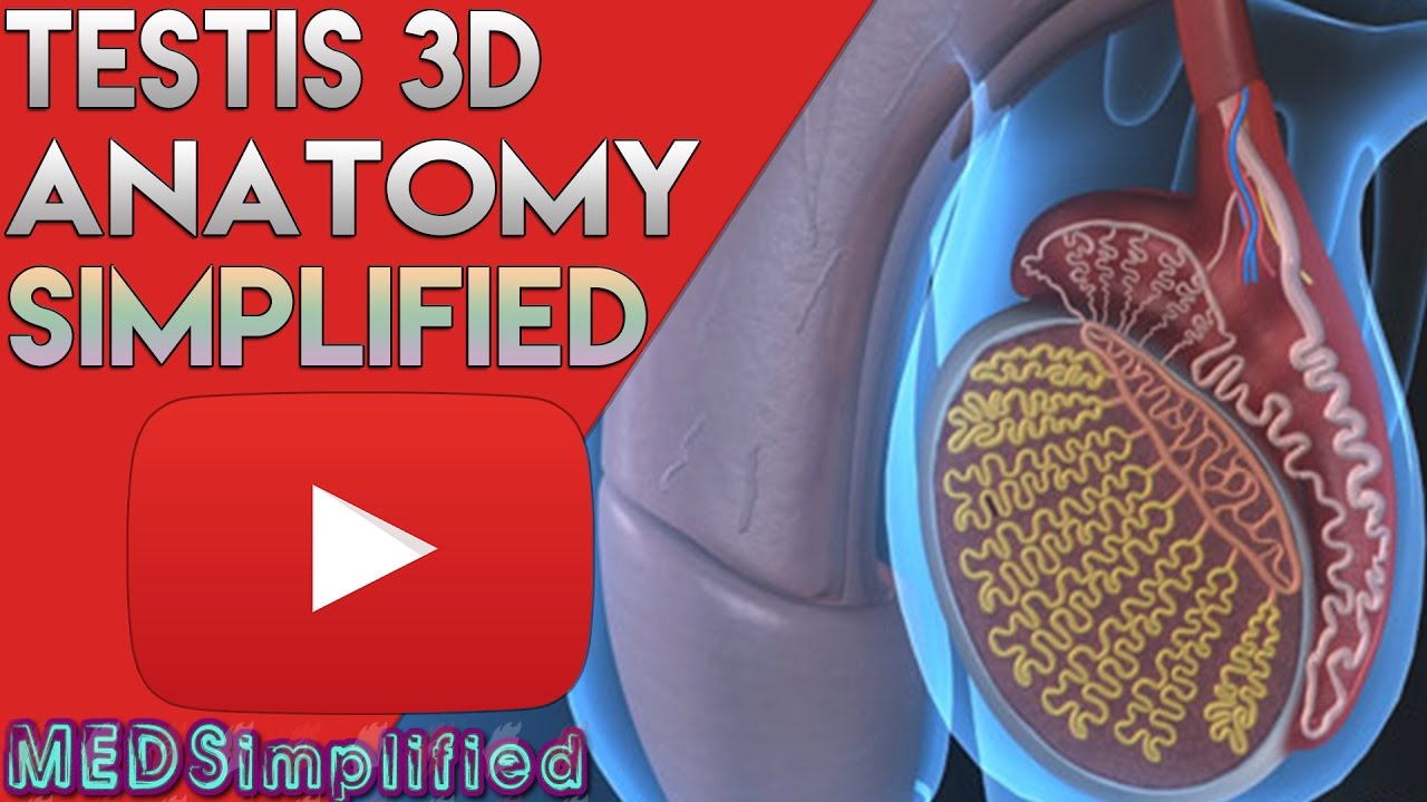 You are currently viewing Testis and Epididymis –  Male Reproductive Anatomy Part 1
