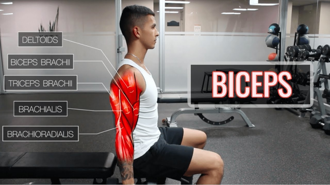 You are currently viewing The Best Science-Based Bicep Workout | ARMS (Part 1/2)