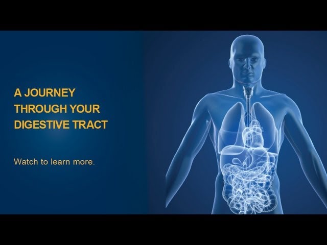 You are currently viewing Food Digestion & Absorption Video – 2