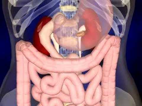 You are currently viewing The Digestive System animation