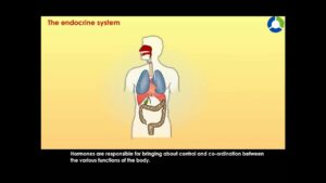 Read more about the article The Endocrine System – Body Movements (CBSE Grade 6 science)