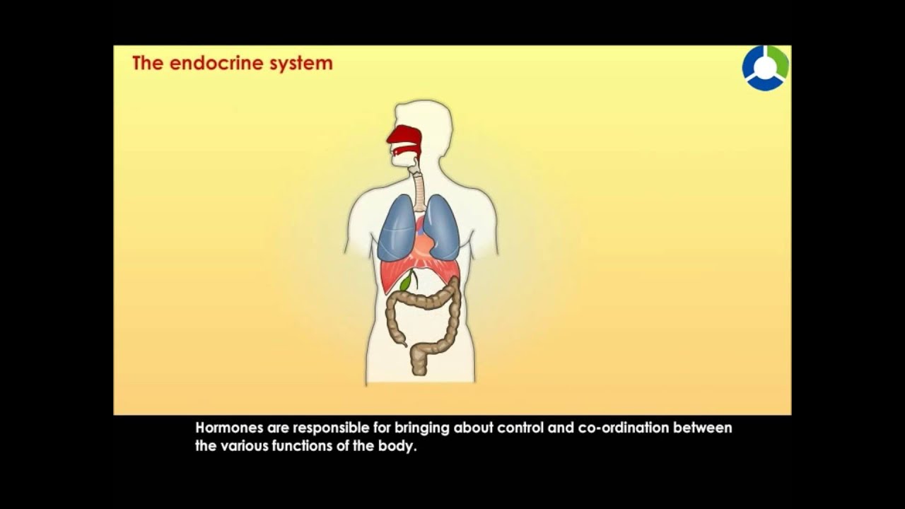 You are currently viewing The Endocrine System – Body Movements (CBSE Grade 6 science)