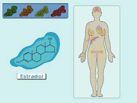 You are currently viewing The Estrogen Receptor (I): Hormonal Mechanisms in the Body