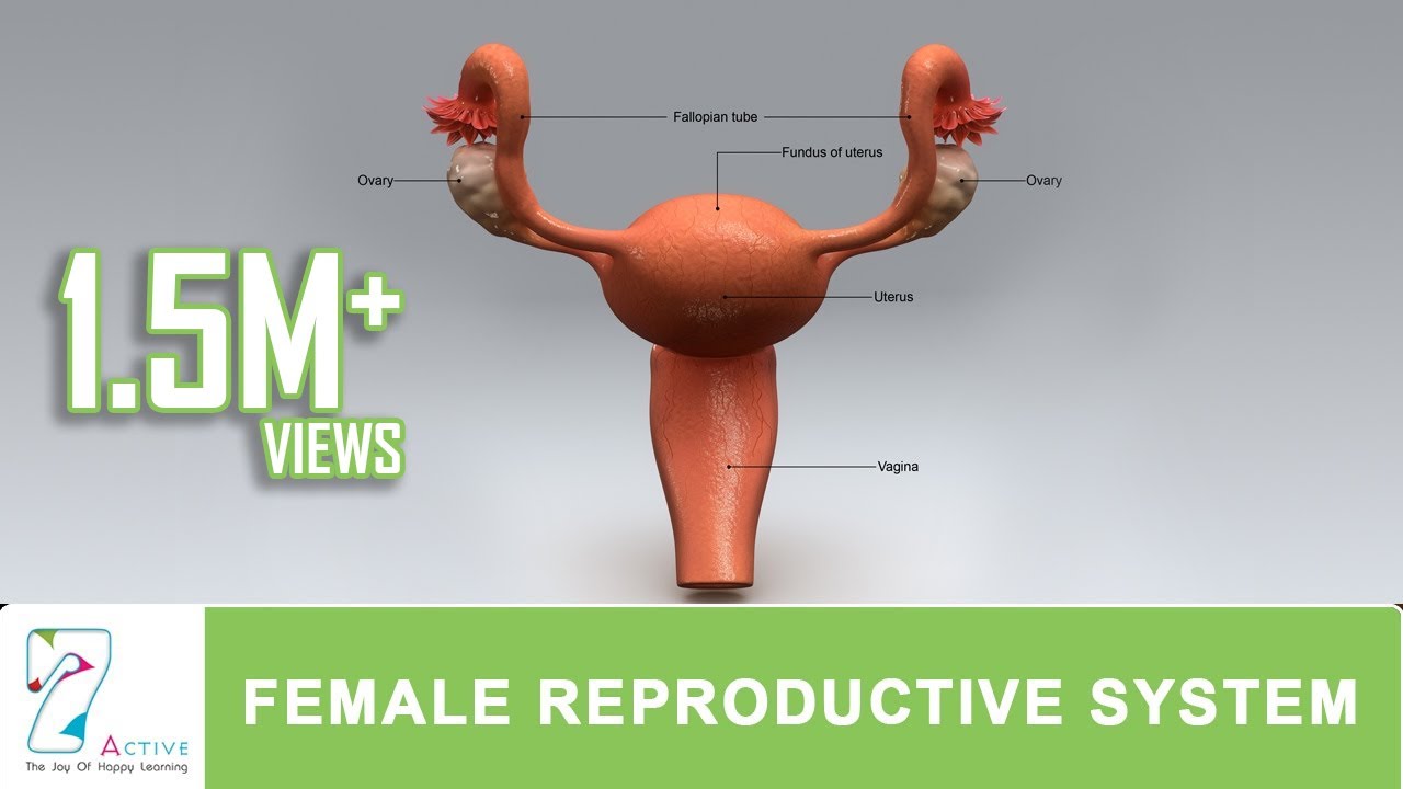 You are currently viewing The Female Reproductive System of Human
