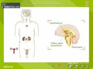 Read more about the article The Human Endocrine System