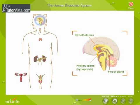 You are currently viewing The Human Endocrine System
