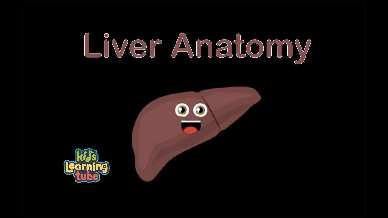 You are currently viewing The Liver Anatomy Song for Kids