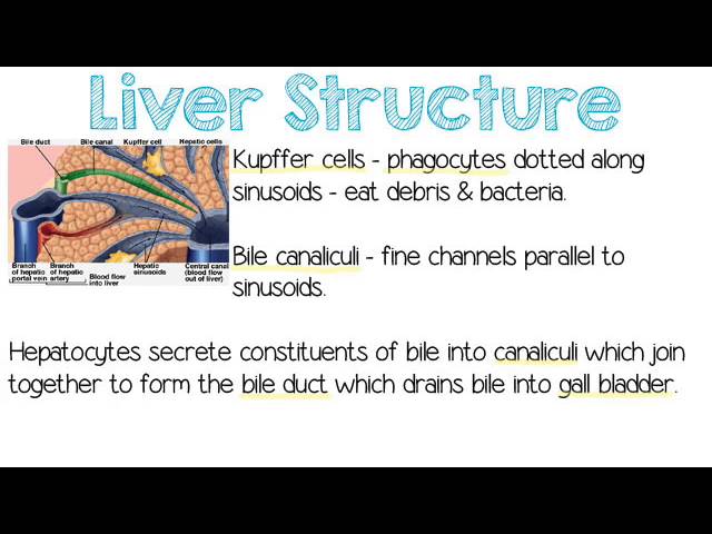 You are currently viewing The Liver and Excretion – Quick A Level Biology