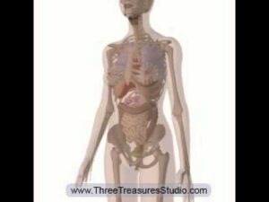Read more about the article The Movement of the Internal Organs and Abdominal Muscles during Pregnancy