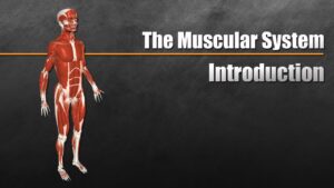 Read more about the article The Muscular System Explained In 6 Minutes