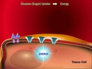 Read more about the article The Role of Insulin in the Human Body