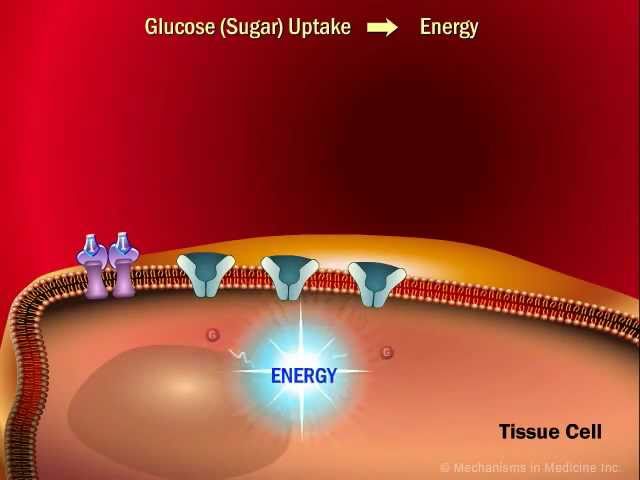 You are currently viewing The Role of Insulin in the Human Body