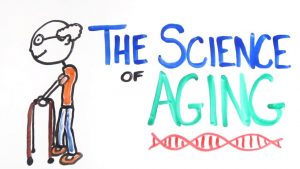 Read more about the article The Science of Aging