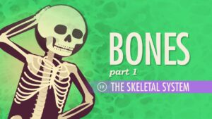 Skeletal System And Asanas Video – 2