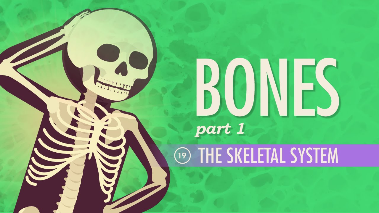 You are currently viewing The Skeletal System: Crash Course A&P #19