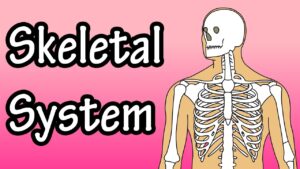 Read more about the article The Skeletal System – Skeletal System Functions – Skeletal System Basics