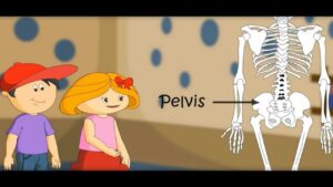 Skeletal System And Asanas Video – 3