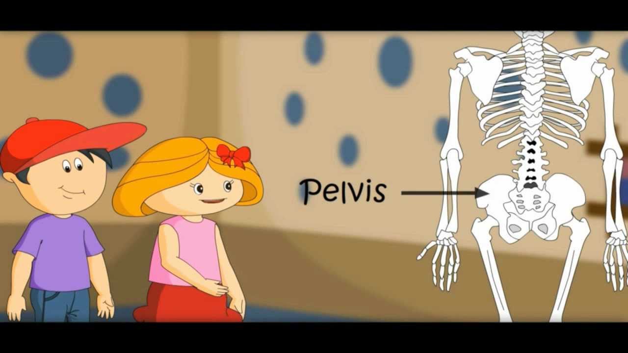 You are currently viewing Skeletal System And Asanas Video – 3
